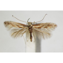 /filer/webapps/moths_gc/media/images/C/cytisifoliae_Phyllonorycter_A_ZSM.jpg