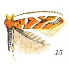 /filer/webapps/moths_gc/media/images/A/agrifoliella_Lithocolletis_LT_Braun_23-15.jpg