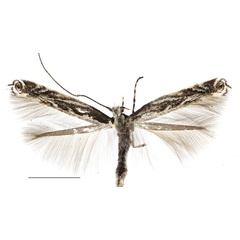 /filer/webapps/moths_gc/media/images/C/caraganella_Micrurapteryx_Kirichenko-et-al_2016_108.jpg