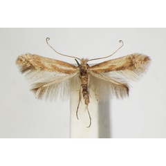 /filer/webapps/moths_gc/media/images/C/cytisifoliae_Phyllonorycter_A_ZSM_2.jpg