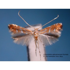 /filer/webapps/moths_gc/media/images/Y/yakusimensis_Phyllonorycter_HT_EIHU.jpg