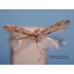 /filer/webapps/moths_gc/media/images/U/ulmi_Phyllonorycter_HT_EIHU.jpg