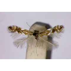 /filer/webapps/moths_gc/media/images/S/spinicolella_Phyllonorycter_LT_BMNH.jpg