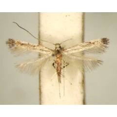 /filer/webapps/moths_gc/media/images/D/dolichophila_Phodoryctis_PT_TMSA6244.jpg