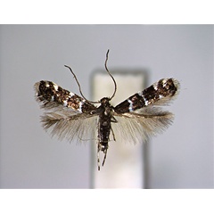 /filer/webapps/moths_gc/media/images/A/arbutiella_Marmara_A_EIHU.jpg