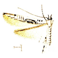 /filer/webapps/moths_gc/media/images/E/eucnemis_Spanioptila_Walsingham_1914_pl9_33.jpg