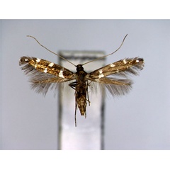 /filer/webapps/moths_gc/media/images/M/marmaroides_Dendrorycter_PT_EIHU.jpg