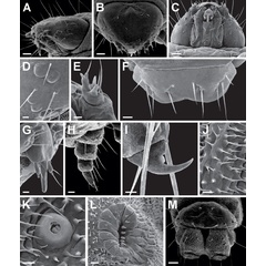 /filer/webapps/moths_gc/media/images/A/ambrosiavora_Atacamaptilia_larva2_Espinoza-Donoso-etal_2022_407.jpg