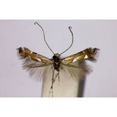 /filer/webapps/moths_gc/media/images/O/ostryaefoliella_Phyllonorycter_A_BMNH.jpg