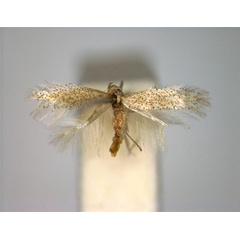 /filer/webapps/moths_gc/media/images/B/bartolomella_Phyllonorycter_PT_EIHU_ male.jpg