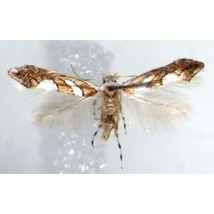 /filer/webapps/moths_gc/media/images/G/grewiella_Phyllonorycter_AF_ZMHB.jpg