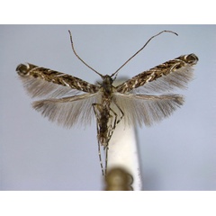 /filer/webapps/moths_gc/media/images/B/bohartiella_Neurobathra_A_EIHU.jpg