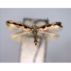 /filer/webapps/moths_gc/media/images/O/orientalis_Phyllonorycter_A_EIHU.jpg