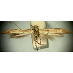 /filer/webapps/moths_gc/media/images/G/grypota_Aspilapteryx_HT_TMSA324.jpg
