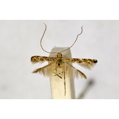 /filer/webapps/moths_gc/media/images/P/penographa_Acrocercops_HT_BMNH(E)-1055781.jpg