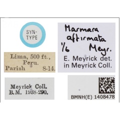 /filer/webapps/moths_gc/media/images/A/affirmata_Marmara_ST_BMNH_Labels.jpg