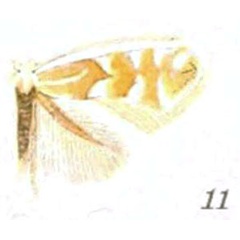 /filer/webapps/moths_gc/media/images/P/populiella_Phyllonocyrter_A_Braun_22-11.jpg