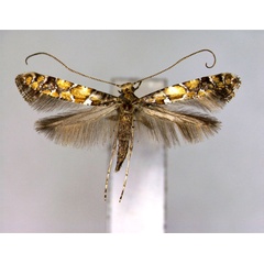 /filer/webapps/moths_gc/media/images/J/japonica_Gracillaria_PT_EIHU.jpg