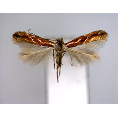 /filer/webapps/moths_gc/media/images/U/uchidai_Phyllonorycter_A_EIHU.jpg
