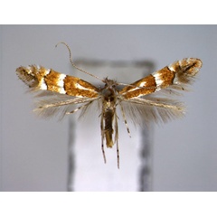 /filer/webapps/moths_gc/media/images/J/japonica_Phyllonorycter_A_EIHU.jpg