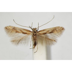 /filer/webapps/moths_gc/media/images/C/cytisifoliae_Phyllonorycter_A_ZSM_4.jpg