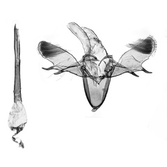 /filer/webapps/moths_gc/media/images/B/botanica_Sabulopteryx_GM_Hoare-et-al_2019_48.jpg