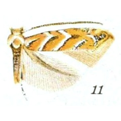 /filer/webapps/moths_gc/media/images/M/macrocarpella_Cameraria_A_Braun_23-11.jpg