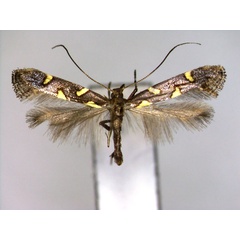 /filer/webapps/moths_gc/media/images/P/phasianipennella_Euspilapteryx_A_EIHU.jpg