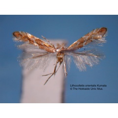 /filer/webapps/moths_gc/media/images/O/orientalis_Phyllonorycter_HT_EIHU.jpg