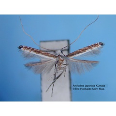 /filer/webapps/moths_gc/media/images/J/japonica_Artifodina_HT_EIHU.jpg