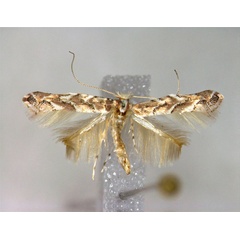 /filer/webapps/moths_gc/media/images/W/walsinghami_Cameraria_A_EIHU.jpg