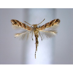 /filer/webapps/moths_gc/media/images/P/palawanensis_Cameraria_PT_EIHU.jpg