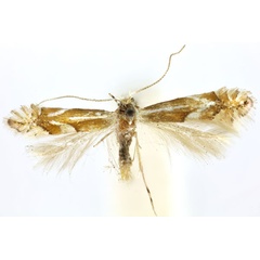 /filer/webapps/moths_gc/media/images/I/incanella_Phyllonorycter_ST_BMNH(E)-1413982_BMNH.jpg