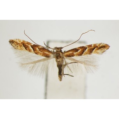 /filer/webapps/moths_gc/media/images/S/styracis_Phyllonorycter_A_ZSM.jpg