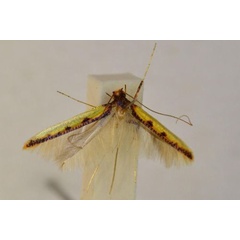 /filer/webapps/moths_gc/media/images/S/staintoni_Caloptilia_HT_BMNH(E)-1324992.jpg