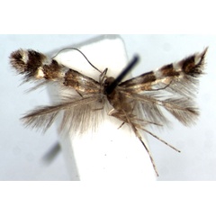 /filer/webapps/moths_gc/media/images/A/acutulus_Phyllonorycter_HT_RMCA.jpg
