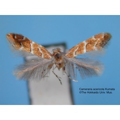 /filer/webapps/moths_gc/media/images/A/acericola_Cameraria_HT_EIHU.jpg