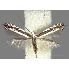 /filer/webapps/moths_gc/media/images/B/baranchikovi_Micrurapteryx_HT_Kirichenko-et-al_2021_140.jpg