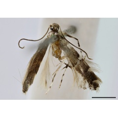 /filer/webapps/moths_gc/media/images/S/stemonodes_Marmara_ST_BMNH(E)-1407753.jpg