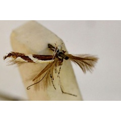 /filer/webapps/moths_gc/media/images/O/ophiodes_Acrocercops_A_BMNH(E)-1324981.jpg