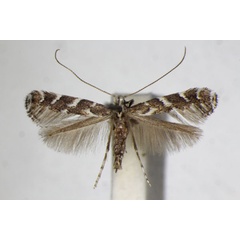 /filer/webapps/moths_gc/media/images/O/omissella_Leucospilapteryx_A_ZSM_4.jpg