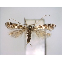/filer/webapps/moths_gc/media/images/A/anaphalidis_Leucospilateryx.jpg