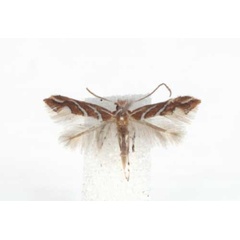 /filer/webapps/moths_gc/media/images/G/grewiaecola_Phyllonorycter_A_TMSA.jpg