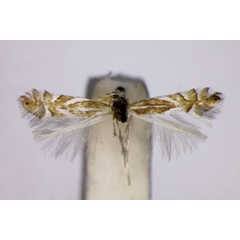 /filer/webapps/moths_gc/media/images/M/mannii_Phyllonorycter_A_BMNH.jpg