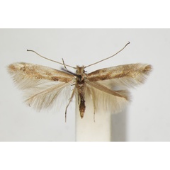 /filer/webapps/moths_gc/media/images/C/cytisifoliae_Phyllonorycter_A_ZSM_3.jpg