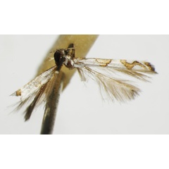 /filer/webapps/moths_gc/media/images/N/nolckeniella_Acrocercops_ST_1405483_BMNH.jpg