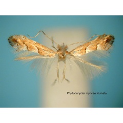 /filer/webapps/moths_gc/media/images/M/myricae_Phyllonorycter_HT_EIHU.jpg