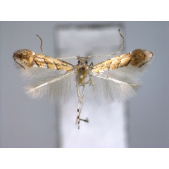 /filer/webapps/moths_gc/media/images/M/malayana_Phyllonorycter_PT_EIHU.jpg