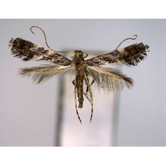 /filer/webapps/moths_gc/media/images/C/callicarpae_Caloptilia_PT_E.jpg