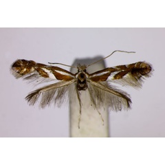 /filer/webapps/moths_gc/media/images/C/cydoniella_Phyllonorycter_A_BMNH.jpg